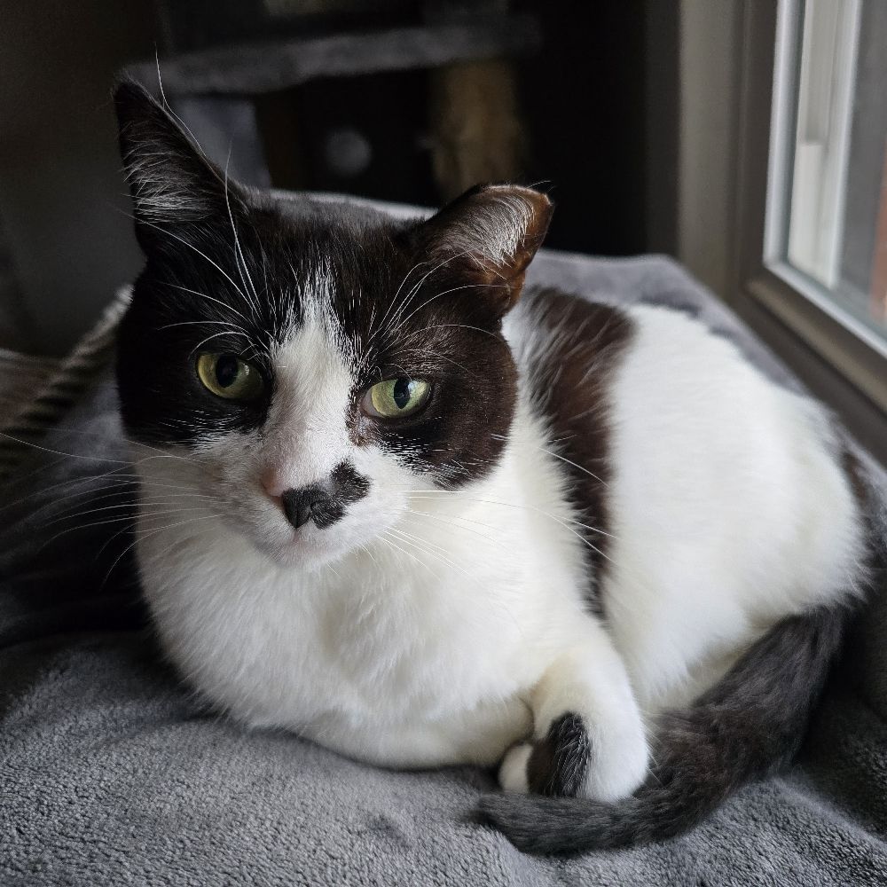 Purrfessor Simon