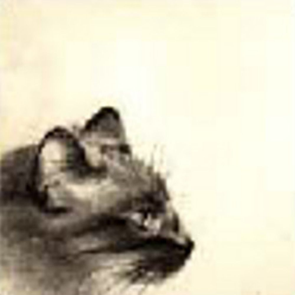 Cat Lurking
