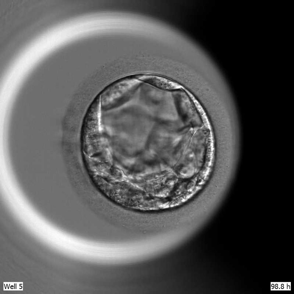 Niakan Lab