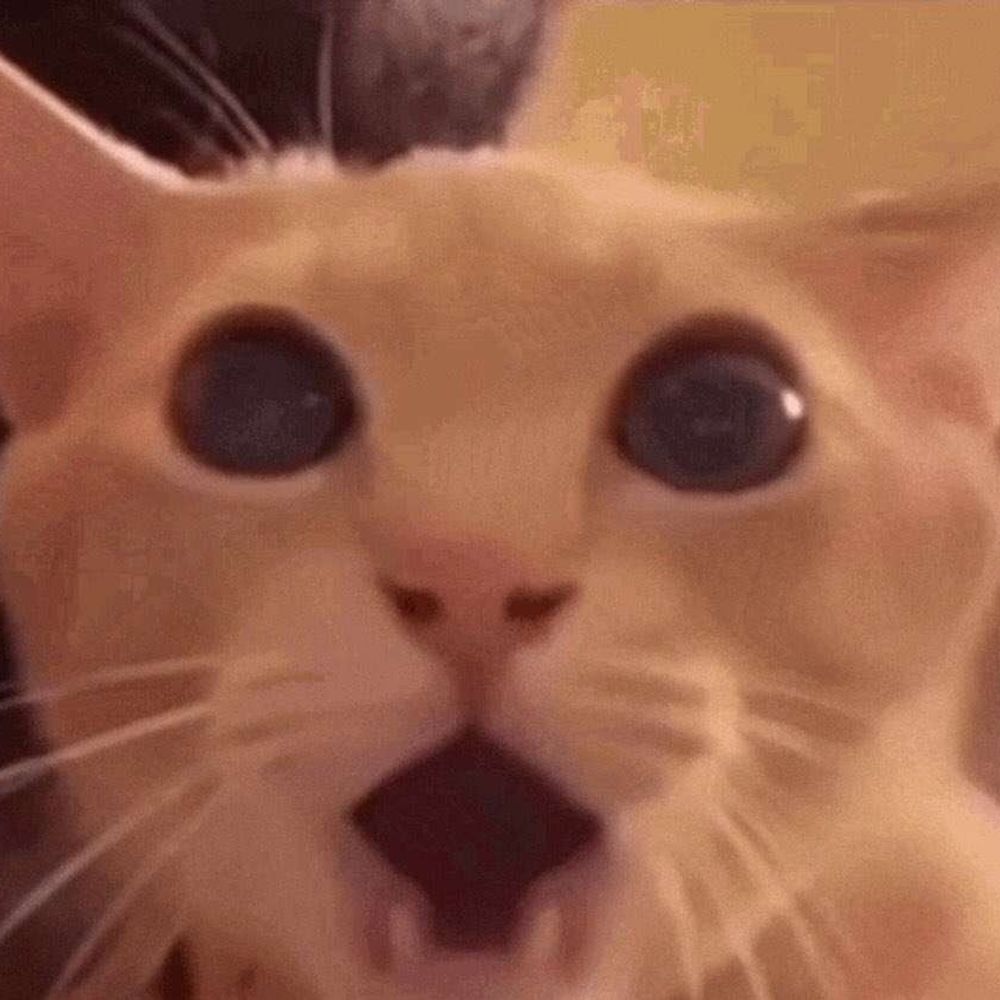Meow Dog 🛞