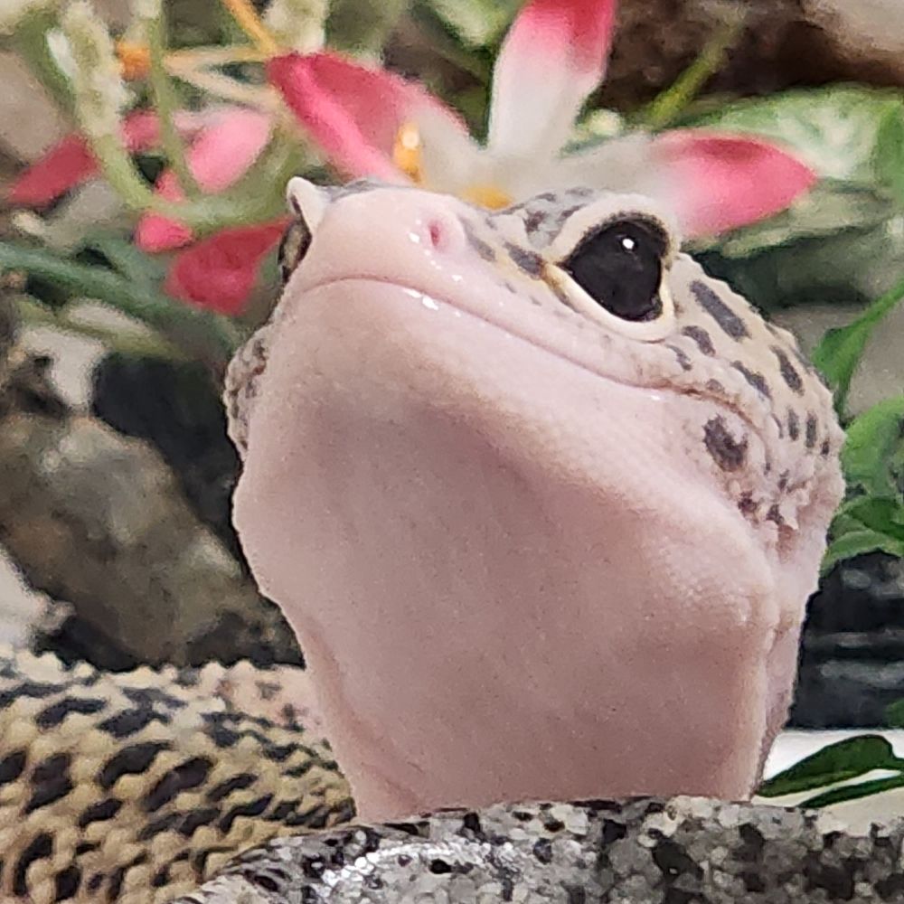 蟒龜仔雀