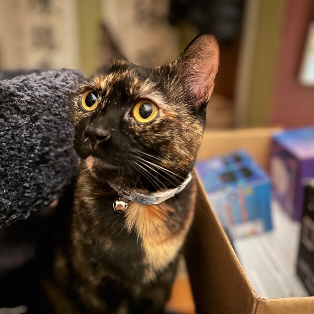 Sharon Sikkelee 🐈‍⬛💙🇭🇰🏳️‍🌈🥼