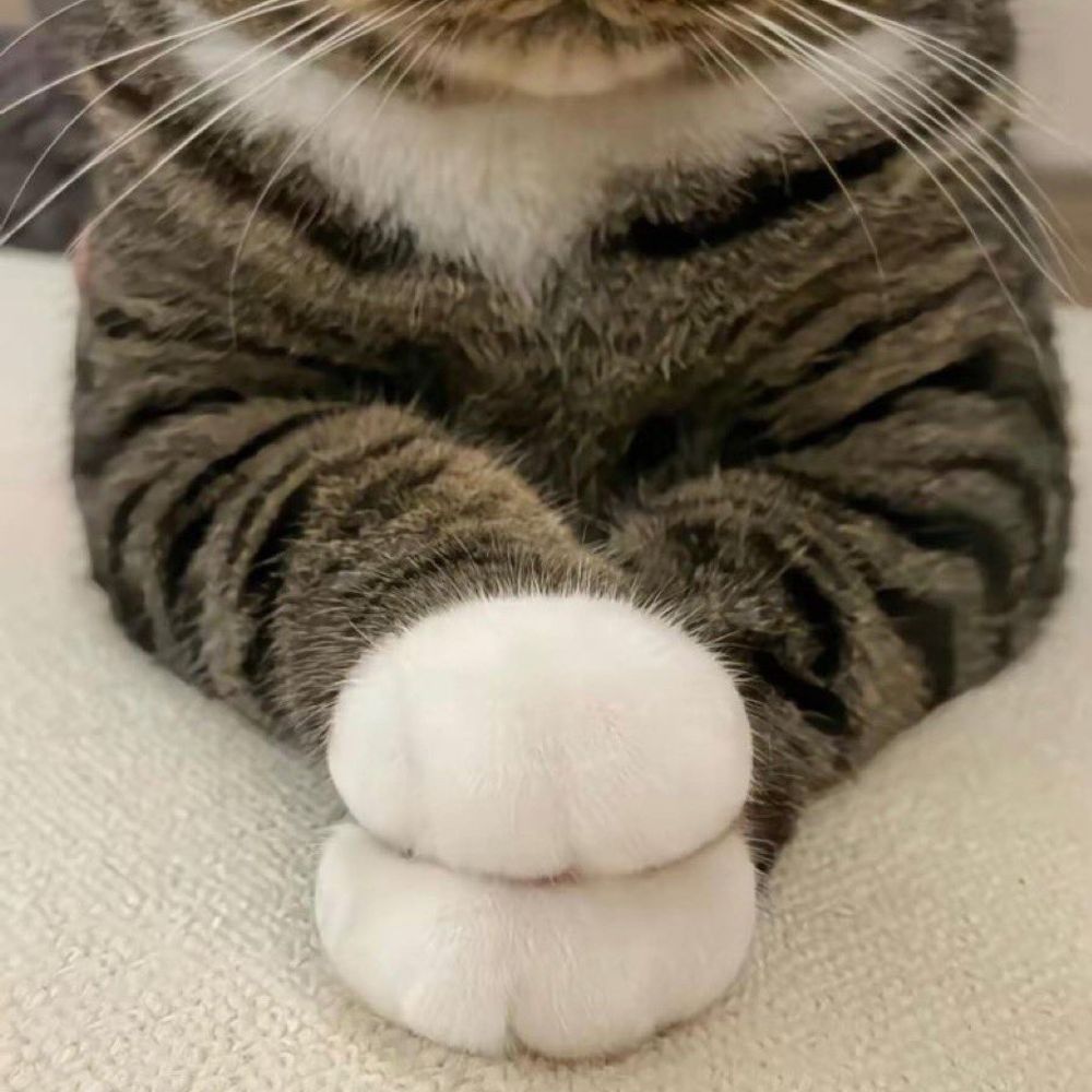 kid_cat