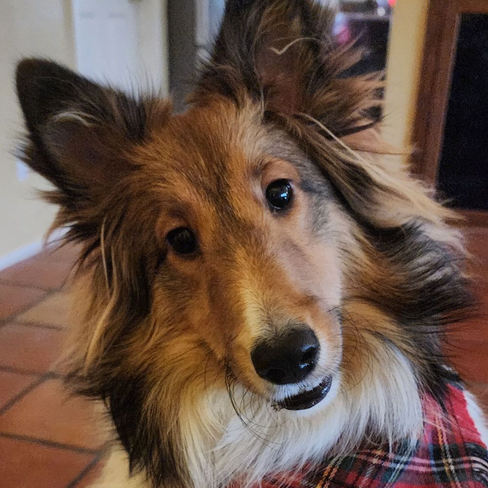 Bria the Sheltie