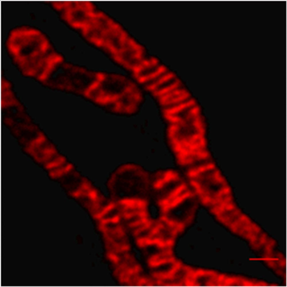 Kondadi Lab
