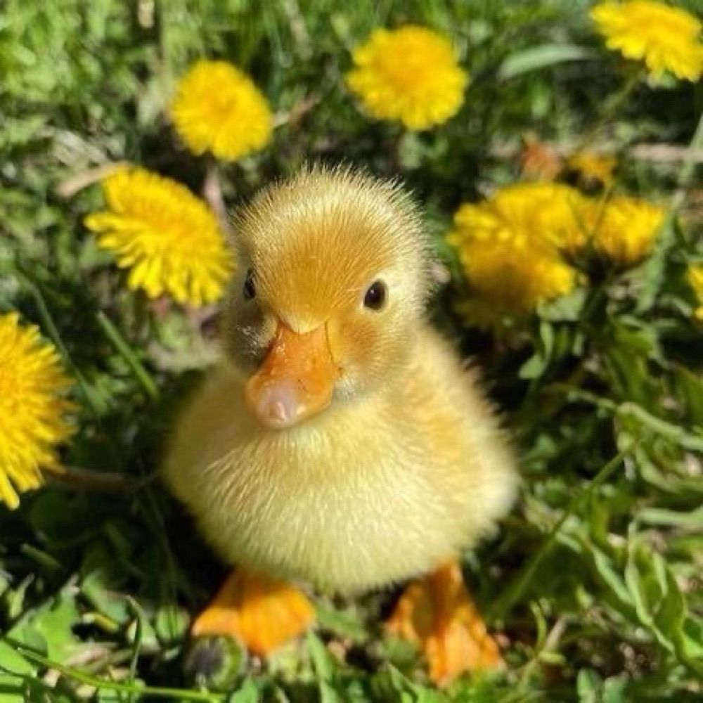 Duckity