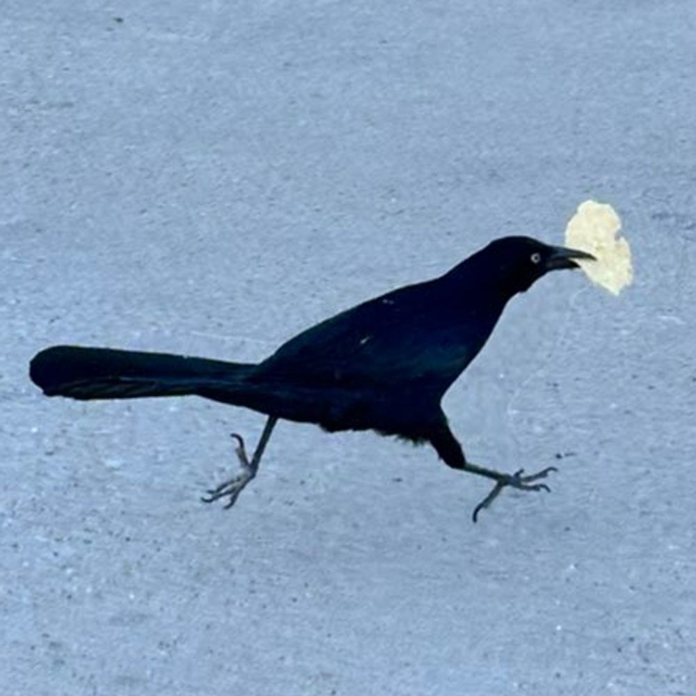 lunni