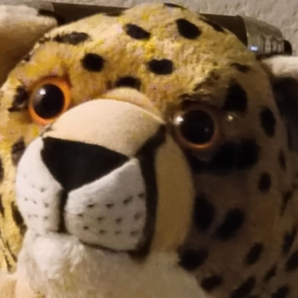 Noch the cheetah 🐆