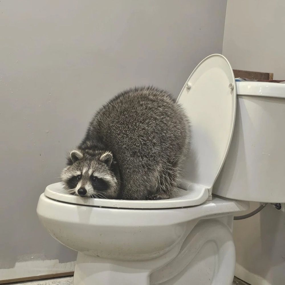 길바닥땅콩