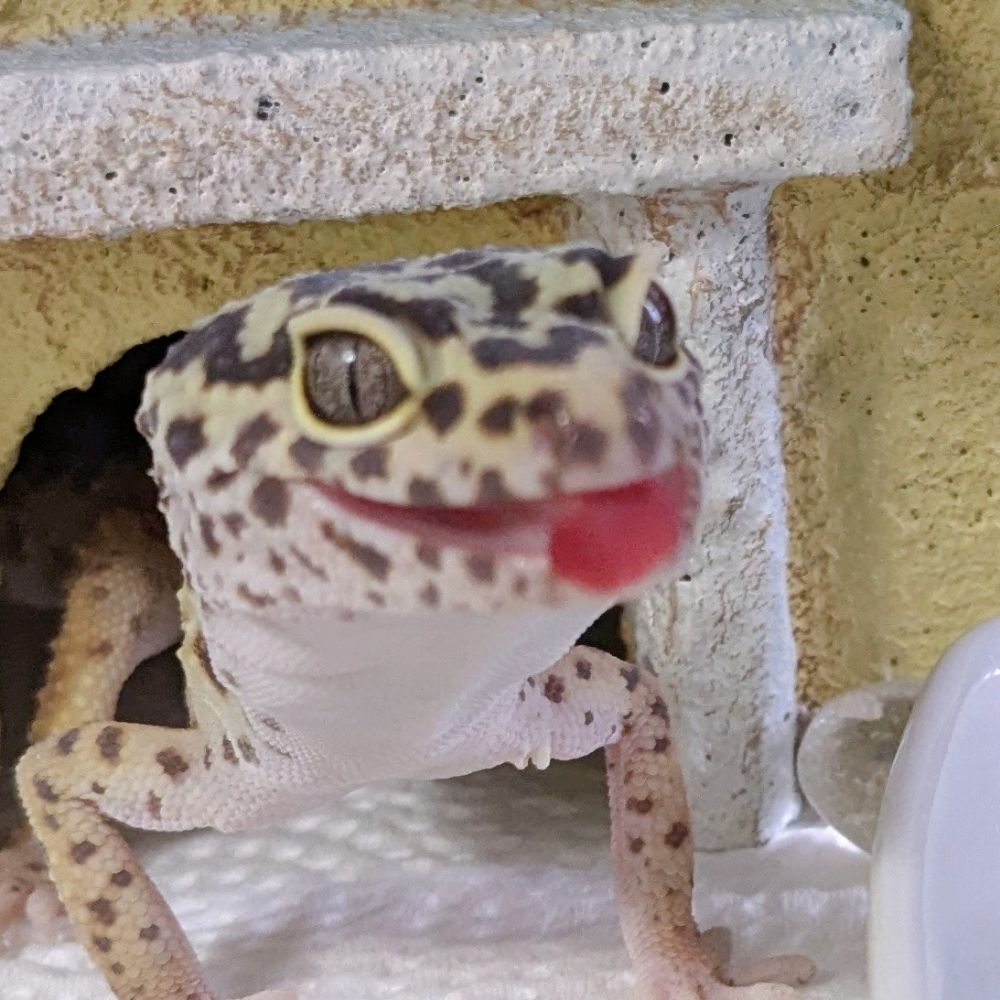 🐍🔪ﾂ🔪ﾞ🔪ﾗ🔪🦎