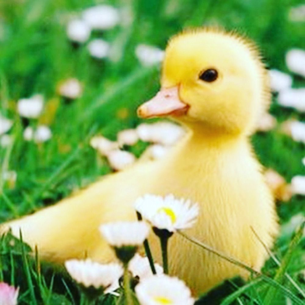 Canard sauvage