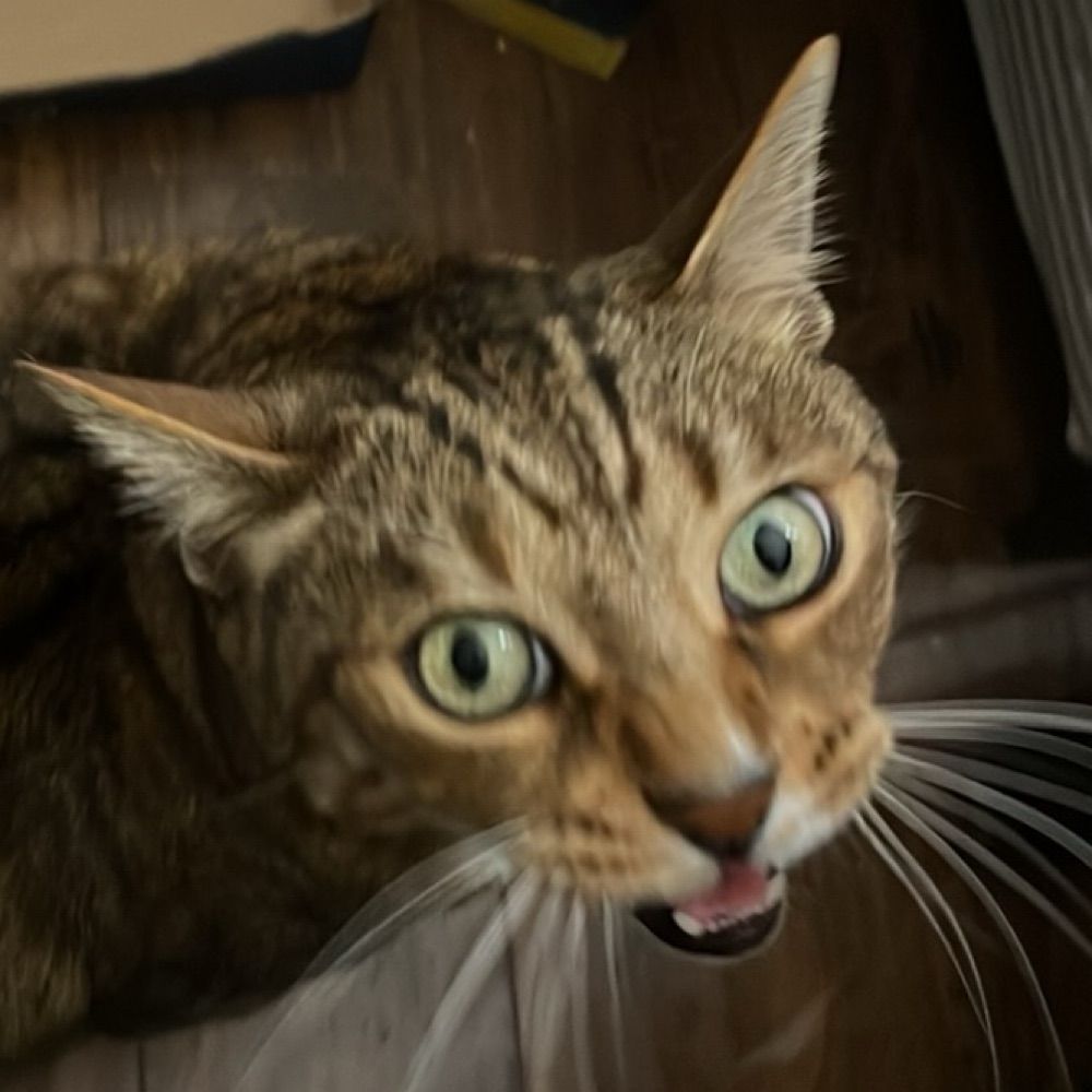 HeartMeow
