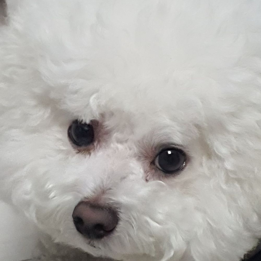 비연