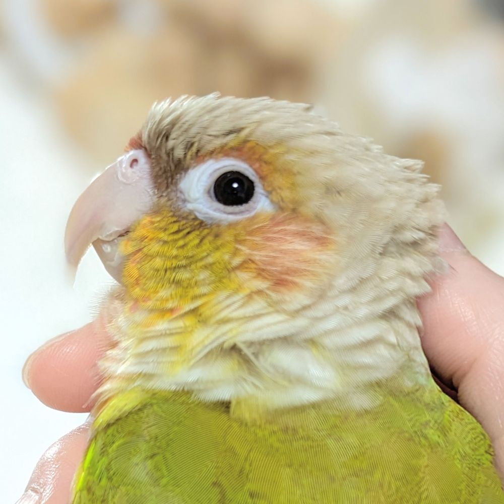 みしきさん