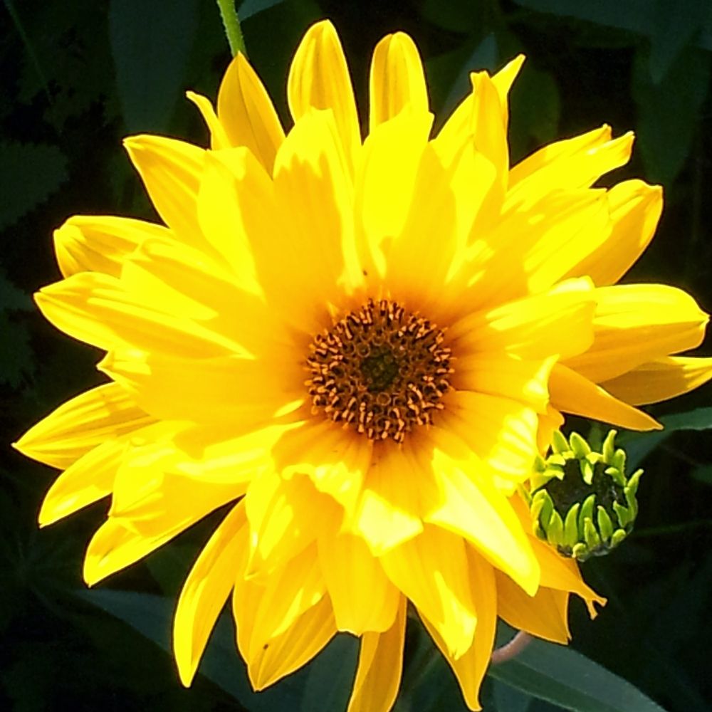 T.Roetterud