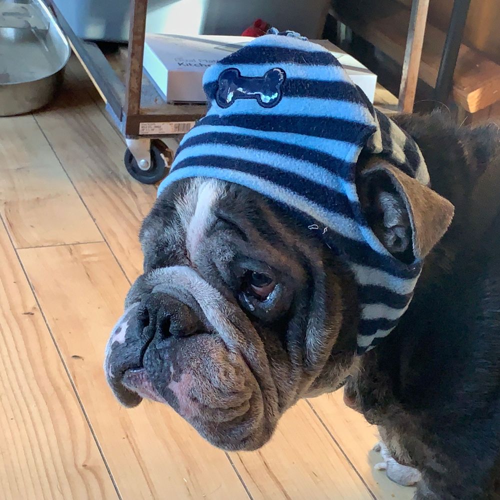 English Bulldog Milo