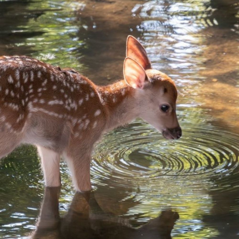 Fawn 🌿