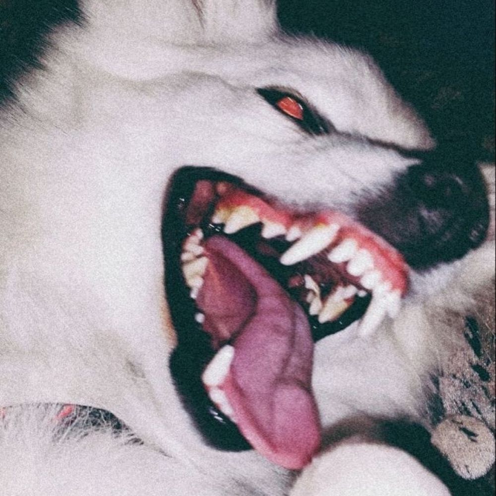 _Koni____