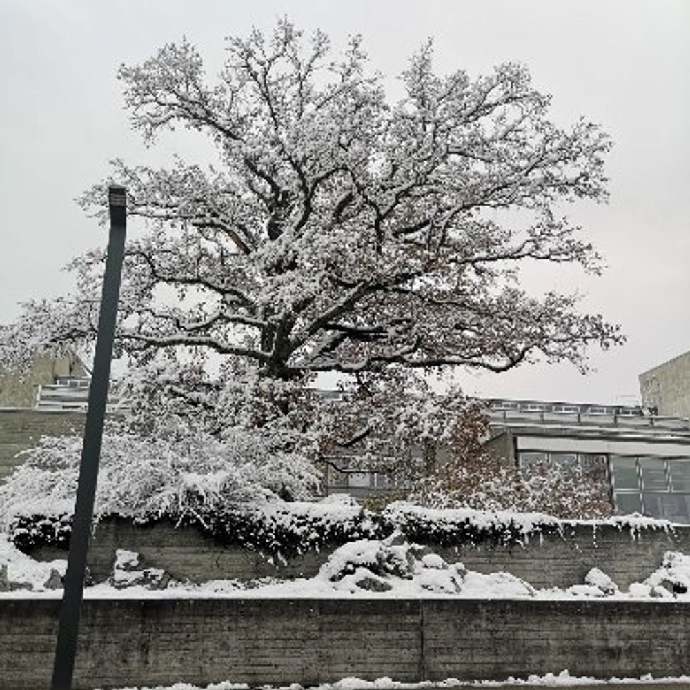 Snowtree