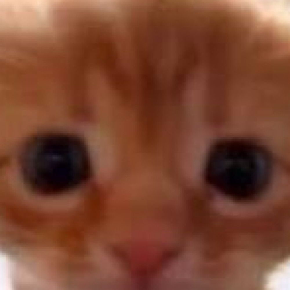 Sillykitties 