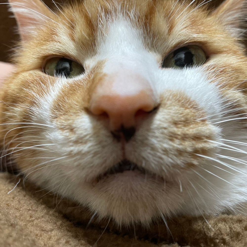 yoppi