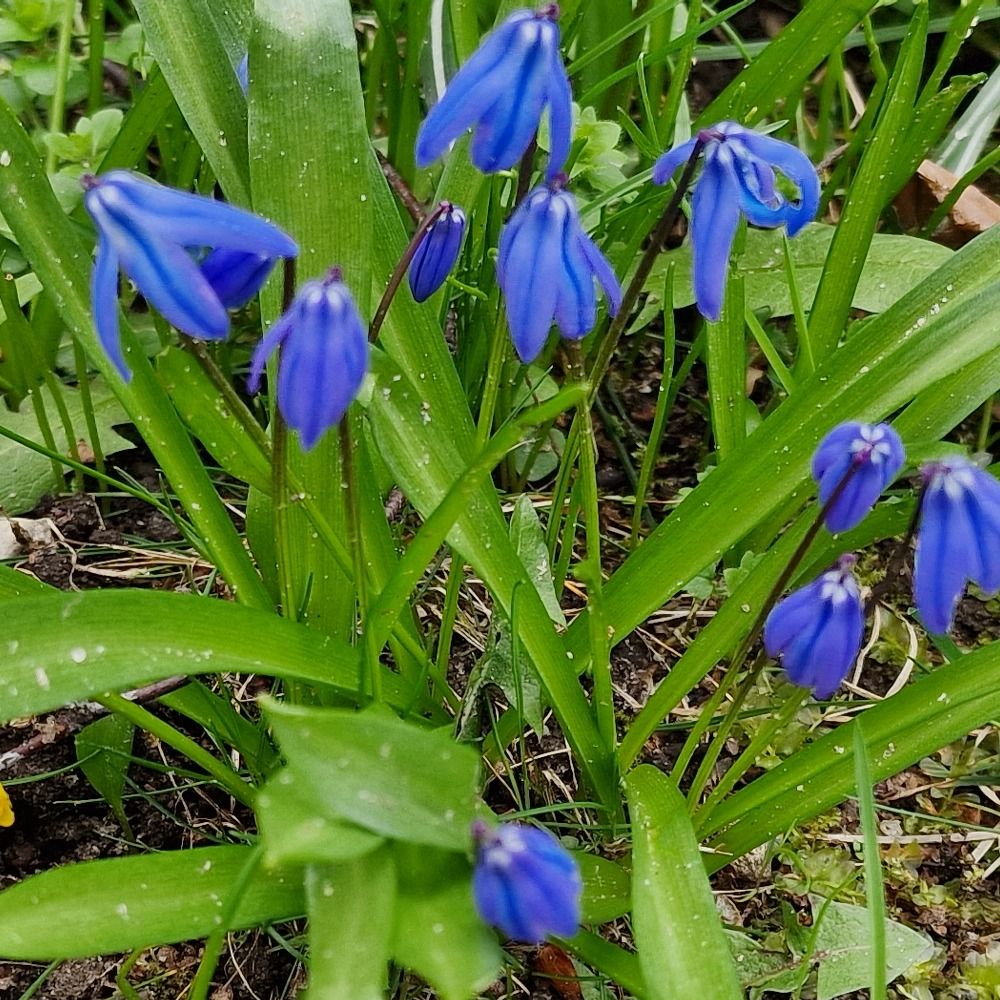 BlausternVallmo