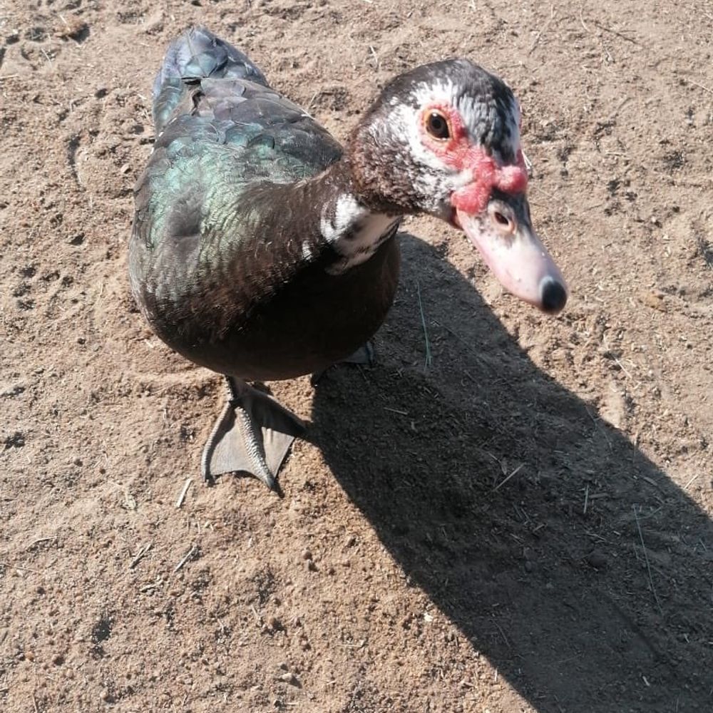 Ducky Jade's Mom