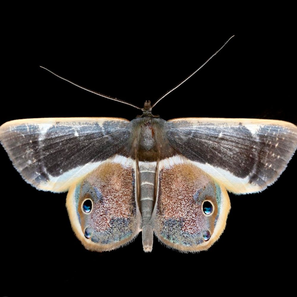 Little moth dancing in the purple rain