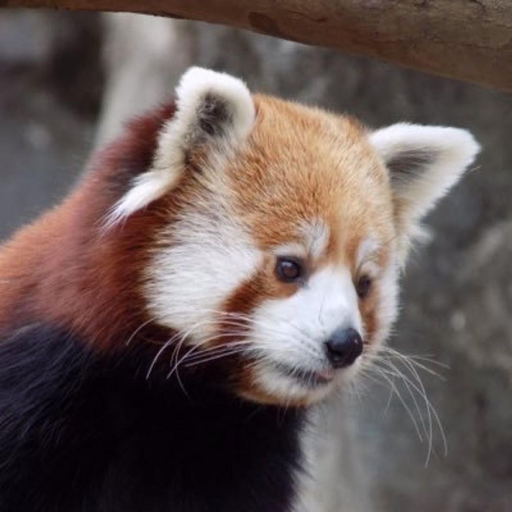 Red Panda