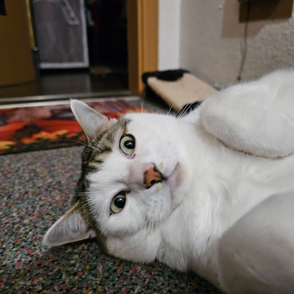 wusel