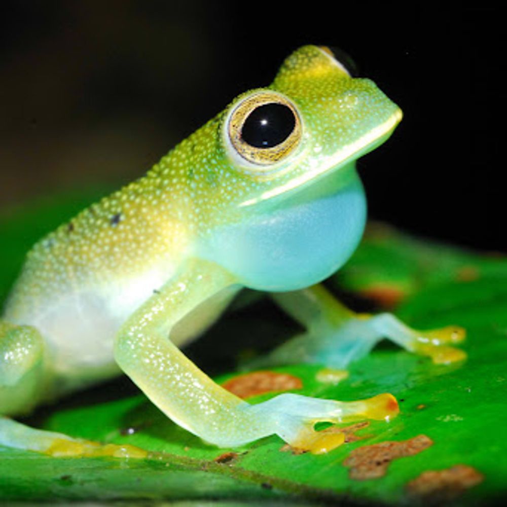 Glassfrog 🐸
