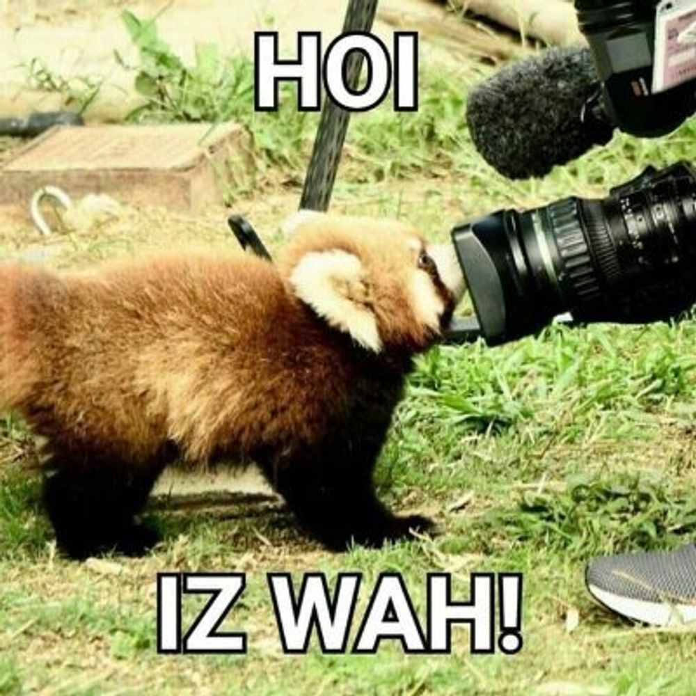 Hourly Red Panda (Wah)'s avatar