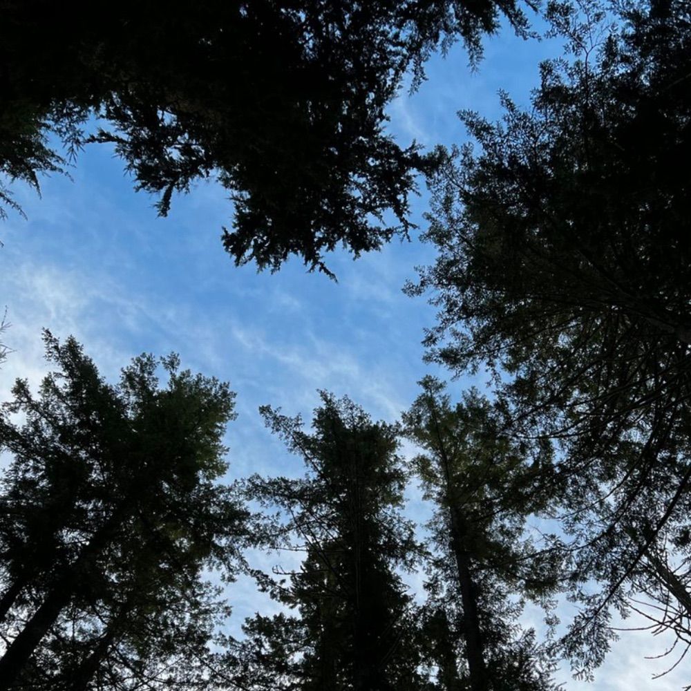 Hooven Forest