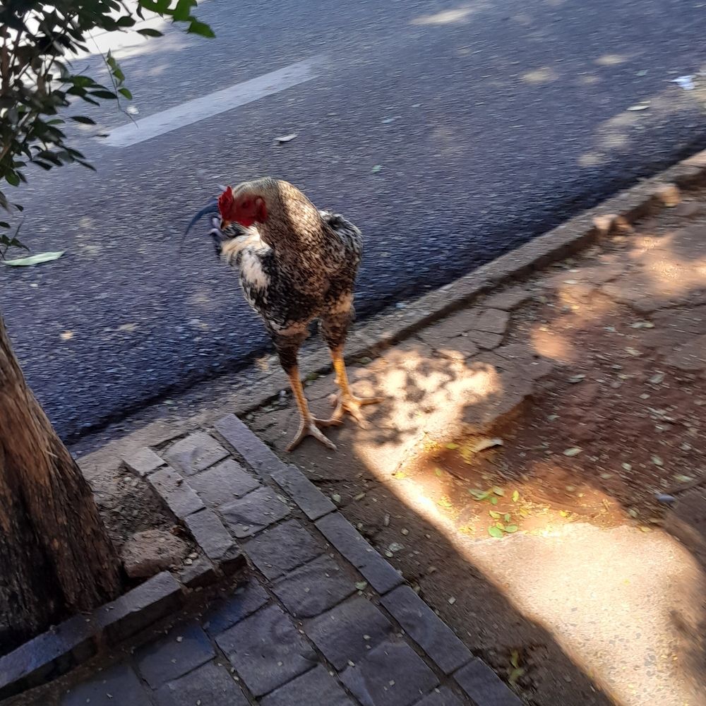 hellô