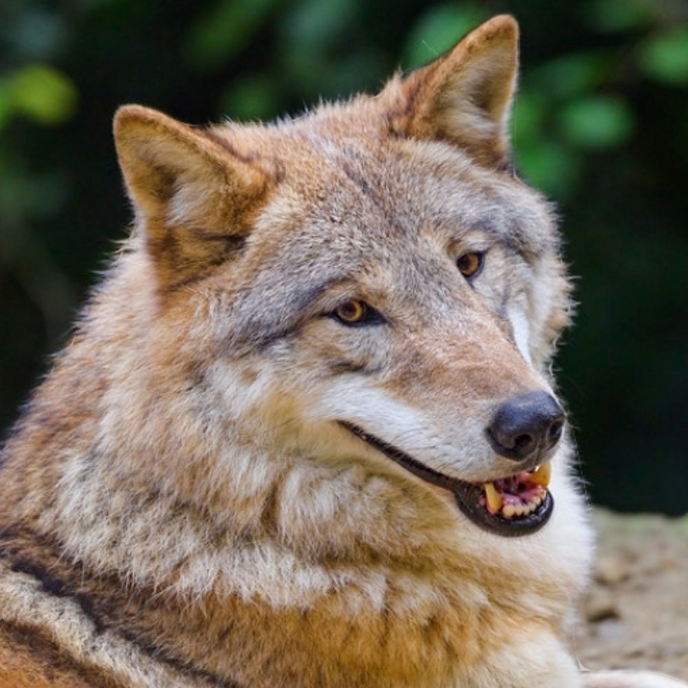 The Grinning Wolf