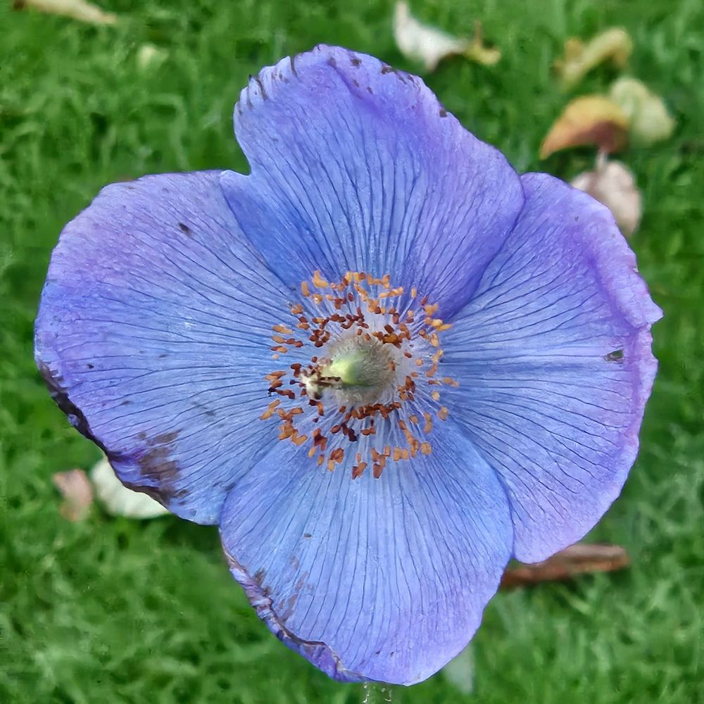 Staffs Hardy Plant Society