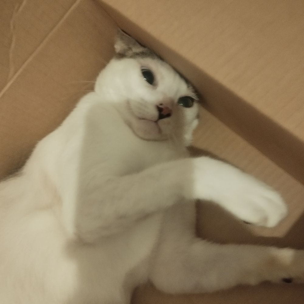 gatomaconha from x