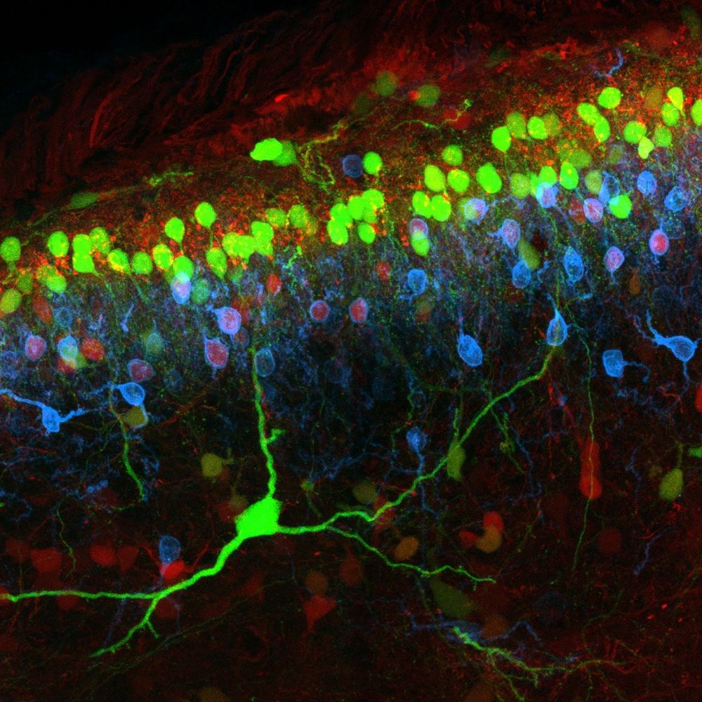 UoG Spinal Cord Group