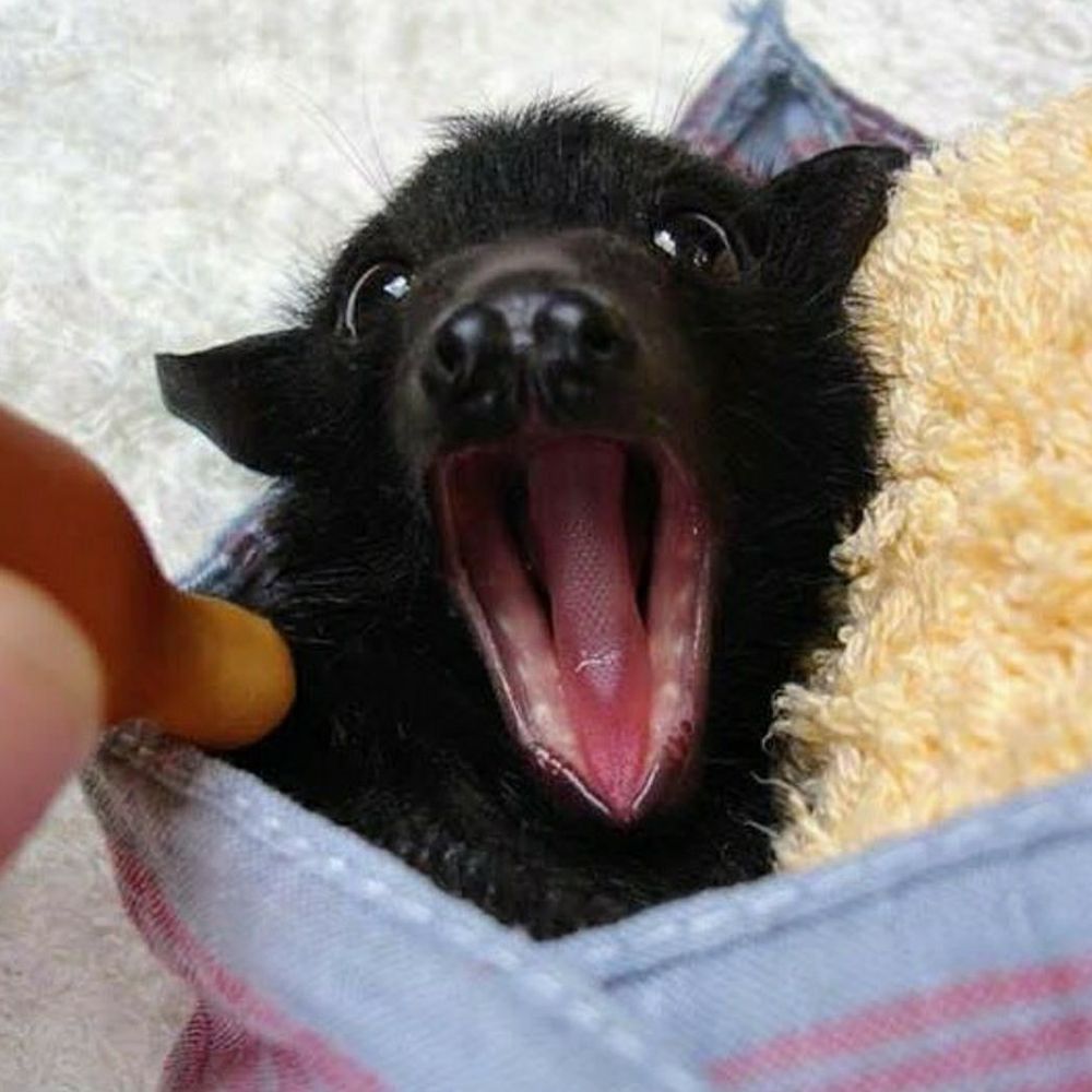 Tem! 