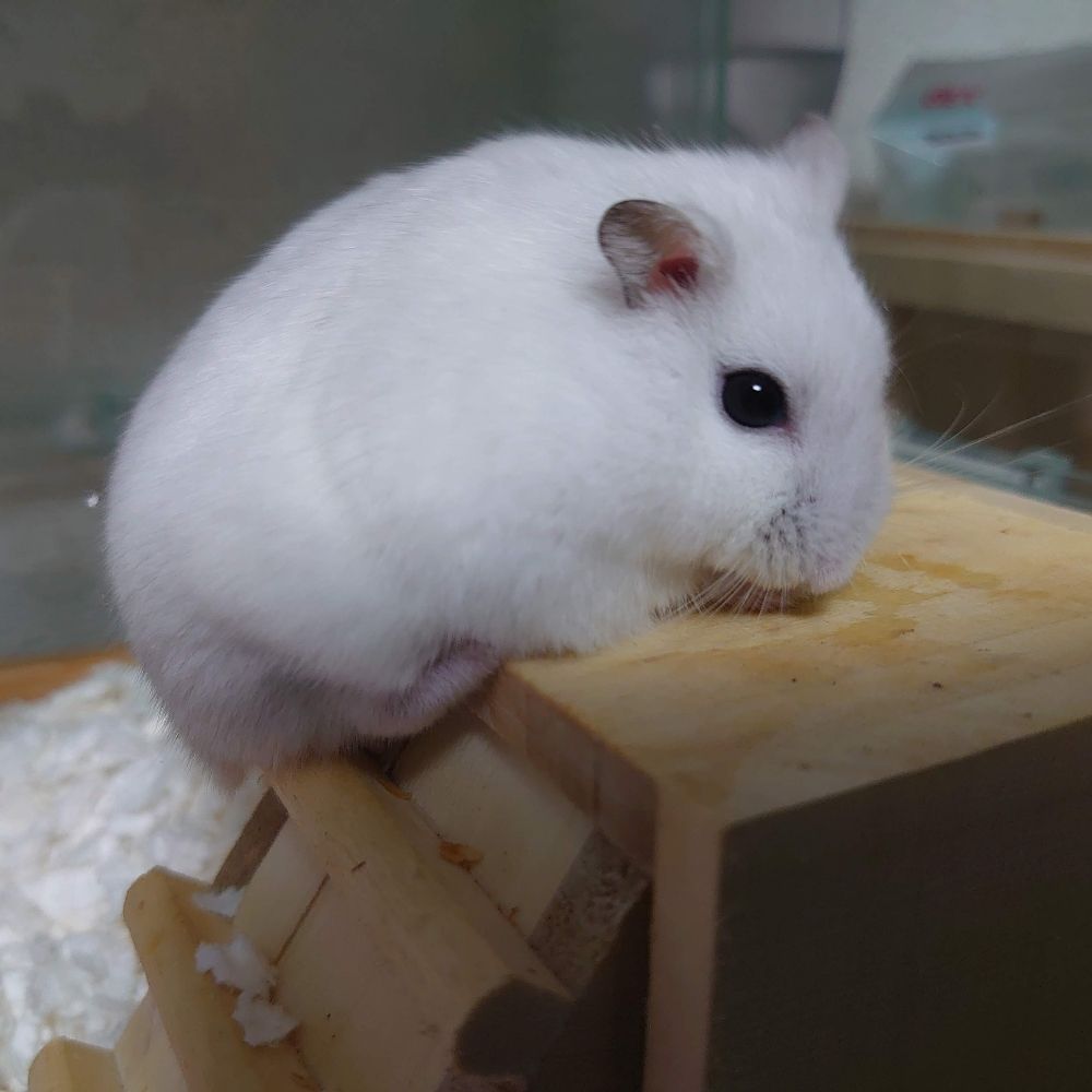 不知火ハヤテ