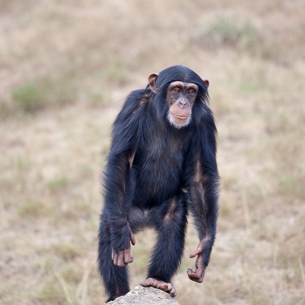 Chimponzi