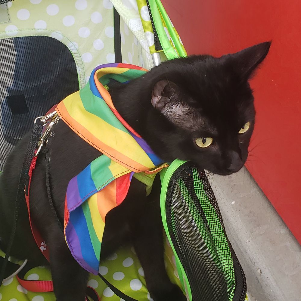 Explorer Moysha Cat™️