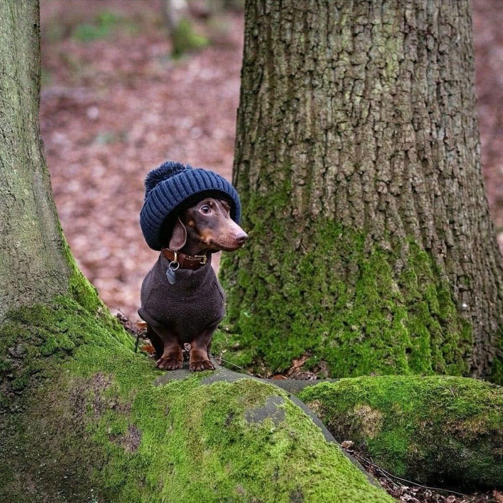 Dachshund puppies for adoption
