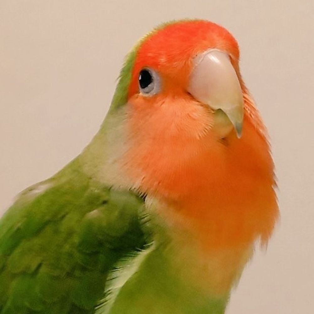 わじょーすきー