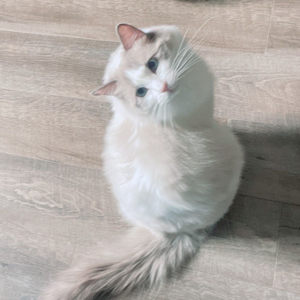 青ハワイ