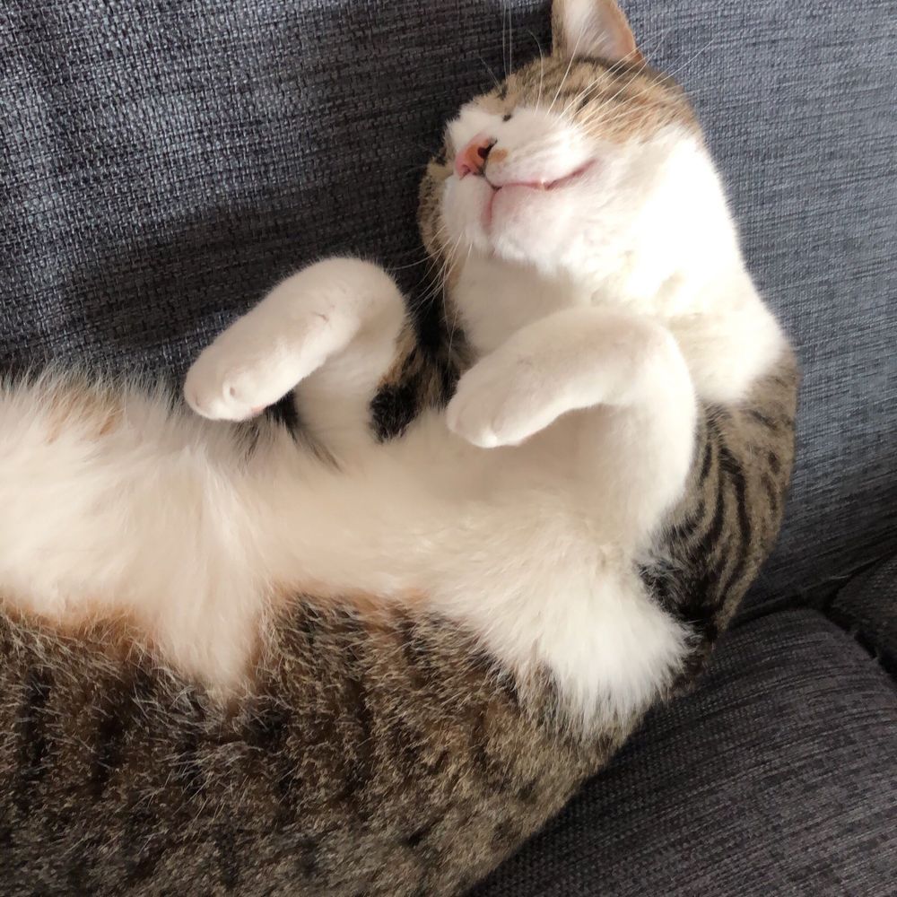 マロコロ