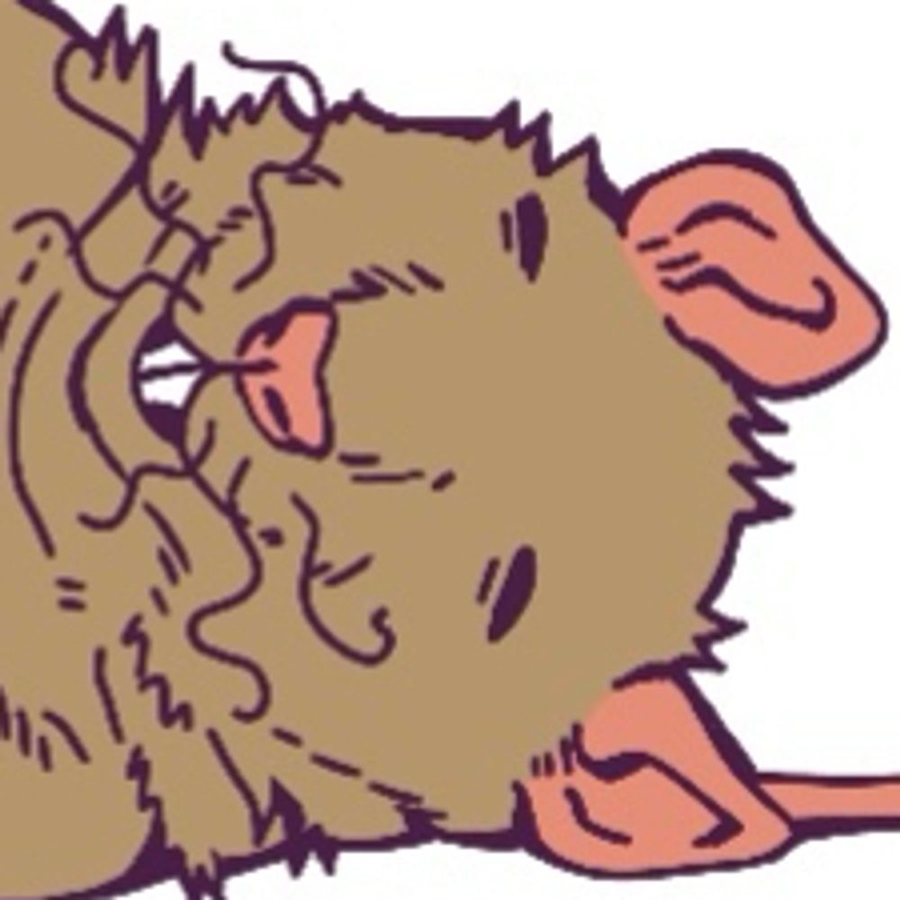 🐀Rat Daddy🐁
