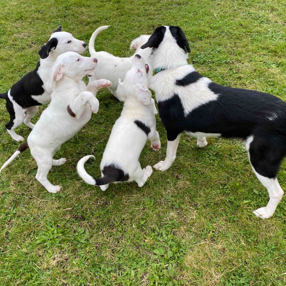 Border Collie Rescue