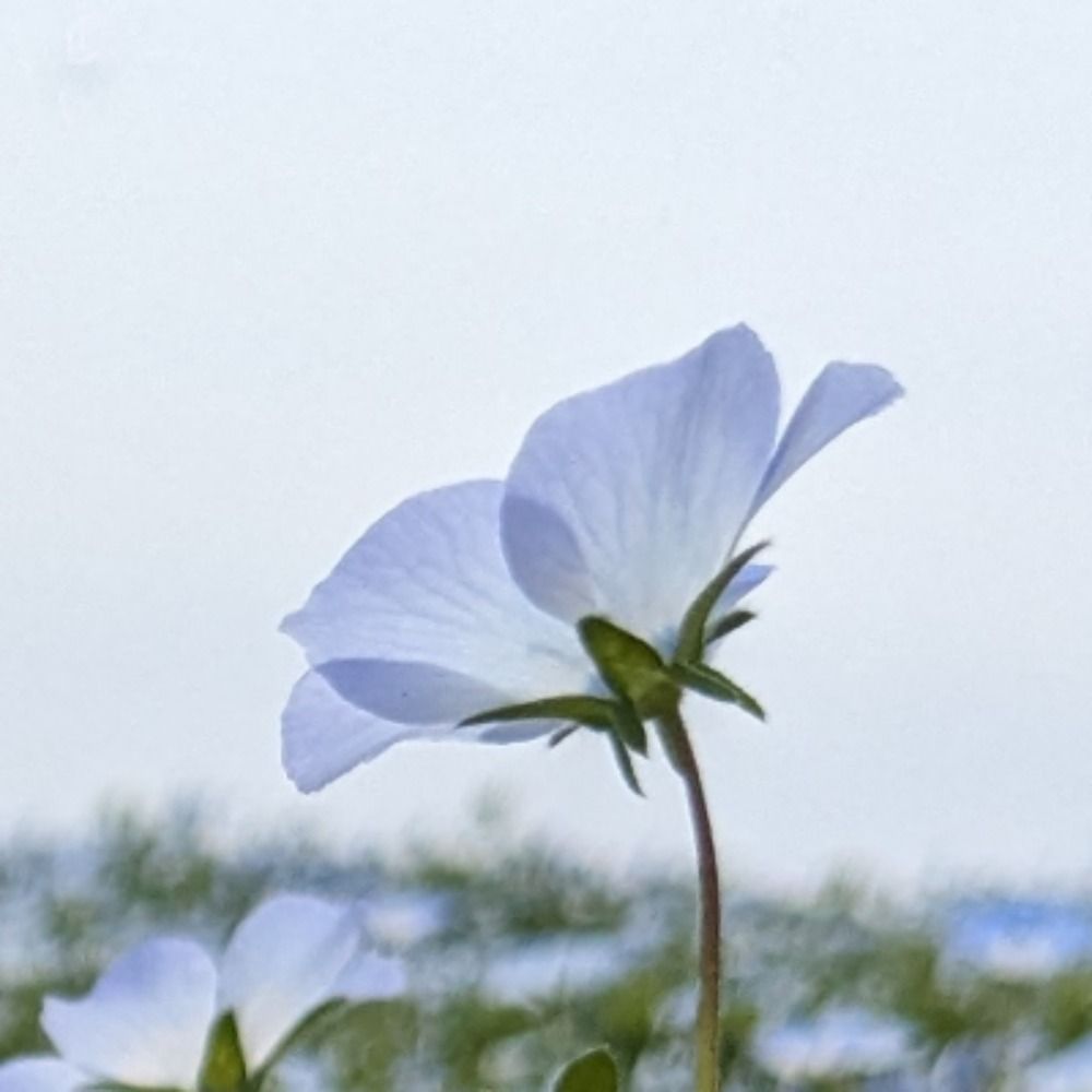 りおる
