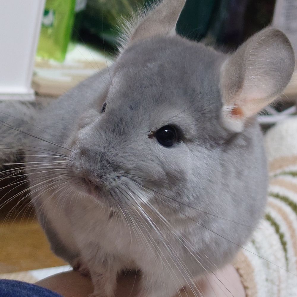 ようこ